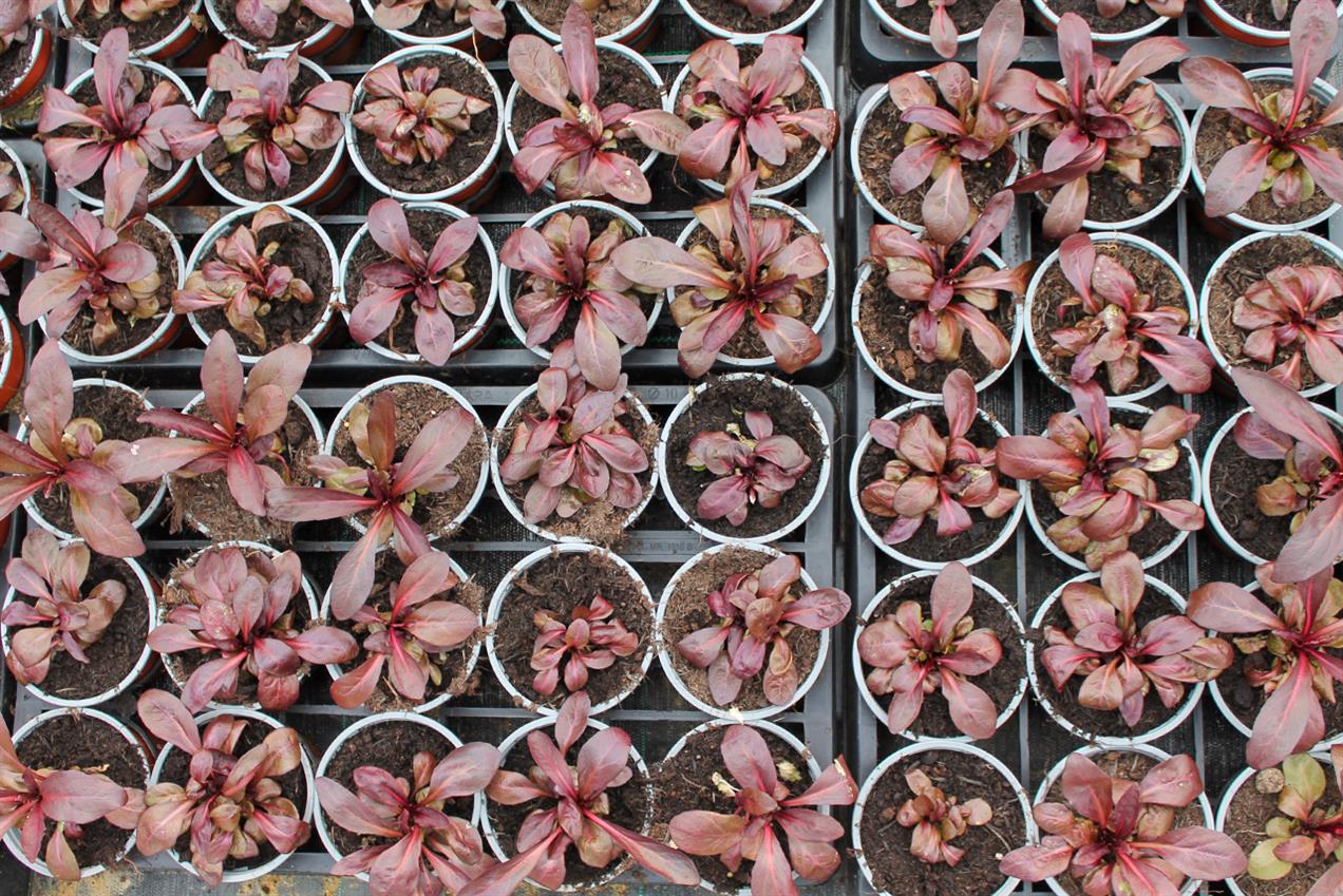 Photograph looking down on rows of small potted plants at a nursery